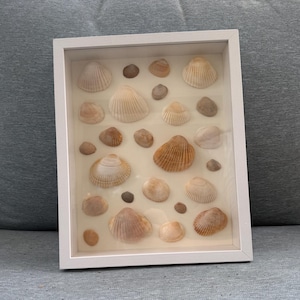 May include: A white framed shadow box filled with various seashells. The shells are in shades of tan, brown, and cream, and are arranged on a light beige background. The frame is rectangular and sits on a blue-gray surface.