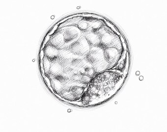 Embryo Ink Sketch Prints Set | IVF Fertility Artwork | Scientific Illustration (Digital Download)