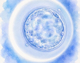 Blue Watercolor Embryo Art Print Set, Set of 4 Digital Downloads