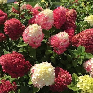 Juego de 341 piezas de hortensias de vainilla y fresa, flores perennes, decoración de jardín interior y exterior, plantas paisajísticas multiusos.