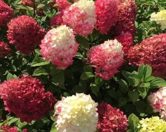 Juego de 341 piezas de hortensias de vainilla y fresa, flores perennes, decoración de jardín interior y exterior, plantas paisajísticas multiusos.