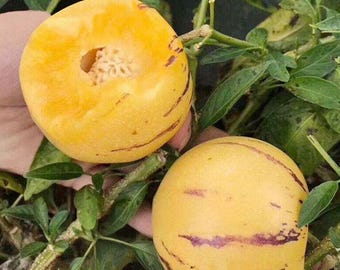 30 semi di melone pepino, semi di ortaggio da frutto dolce perenne per la coltivazione in giardino.