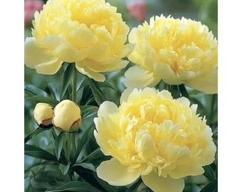 Peonia gialla: una pianta fiorita dal fascino esotico.