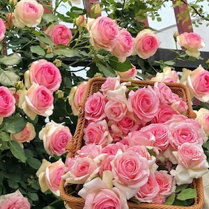 Op de afbeelding: Een rieten mand vol roze rozen, omringd door een weelderige rozenstruik. De rozen hebben een zachte roze tint met crèmewitte buitenste bloemblaadjes. De afbeelding toont een romantisch bloemstuk.