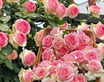 Eden Pink Climbing Rose Seedlings 110 Pcs, 5-8 Inch Bare Root Bush Rose, Easy Care Fragrant Large Flower for Garden Decoration
