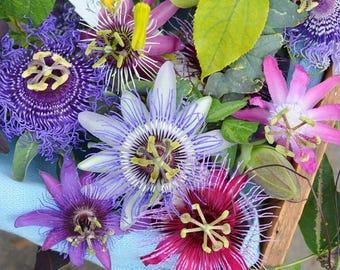 100 Stück mehrjährige blaue Passionsblumensamen, Pflanzen im Freien mit essbaren Früchten, ziehen Schmetterlinge und Bienen an