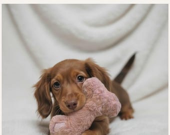 Plush Squeaky Bone Dog Toy, Gentle Chew Play Toy, Pastel Colors