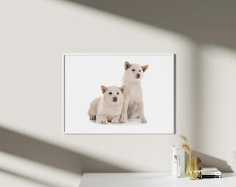 photo de chien shiba inu, chien asiatique, chien japonais, animaux de compagnie, impressions numeriques, decoration murale enfant, chambre