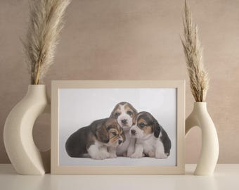 photographie de chien, chiot beagle, animaux de compagnie, animal art, pour chambre, impressions numeriques, decoration murale enfant