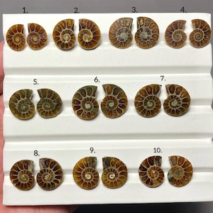 May include: Ten pairs of polished brown ammonite fossils arranged in rows on a white display tray. Each pair is numbered from 1 to 10, showcasing spiral shell patterns with distinct chambers and earthy tones in a variety of sizes and shapes.