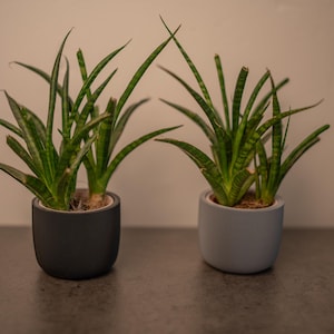 May include: Two potted snake plants with long, green, striped leaves. One plant is in a black, ribbed pot, and the other is in a light gray, ribbed pot. The plants are set against a neutral background.