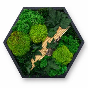 Könnte beinhalten: Ein hexagonales Wandbild mit schwarzem Rahmen, gefüllt mit konserviertem grünem Moos, dunkelgrünen Efeublättern und einem diagonalen Streifen aus hellbrauner, strukturierter Baumrinde. Das Arrangement bildet ein dichtes botanisches Bild.
