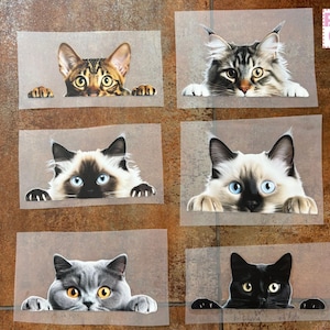 Op de afbeelding: Zes kattenportretten op een bruine achtergrond. Elke kat kijkt over een lichtbruine rechthoek. De katten hebben verschillende vachtpatronen en kleuren, waaronder een Bengaal, een Maine Coon, een Ragdoll, een Siamees, een Britse Korthaar en een zwarte kat.