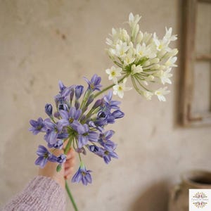 Könnte beinhalten: Zwei Blumensträuße. Einer zeigt Büschel kleiner, weißer Blüten. Der andere zeigt zarte, lavendelblaue Blumen. Die Blumen werden in der Hand einer Person gehalten, mit einem weichen, neutralen Hintergrund.