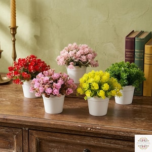 Puede incluir: Cinco pequeñas plantas en macetas con flores coloridas en rojo, rosa, amarillo y verde. Las plantas están en macetas blancas y dispuestas sobre una superficie de madera. Hay libros en el fondo.