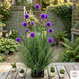 Peut inclure: Une composition végétale décorative avec des fleurs d'ail pourpres vibrantes sur de fines tiges, émergeant d'un lit d'herbe ornementale verte. L'arrangement est placé dans un pot carré noir, avec de petites plantes succulentes dans des pots géométriques blancs à proximité.