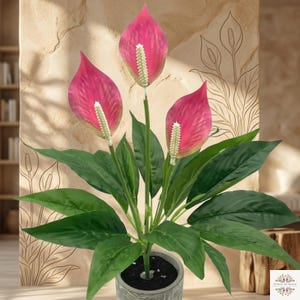 May include: A potted peace lily plant with three vibrant pink spathes and green leaves. The plant is in a gray pot, set against a neutral-toned wall with a floral design. The spathes have a white spadix.