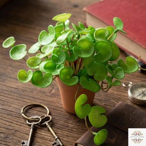 May include: A small artificial plant with rounded, light green leaves potted in a terracotta-coloured container. The plant features thin stems and foliage that spills over the edge of the pot, creating a dense, layered appearance of green.