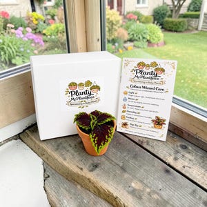 May include: A small potted Coleus plant with burgundy and green leaves sits on a wooden surface next to a white box and a care instruction card. The box and card feature the "Planty McPlantface" logo.