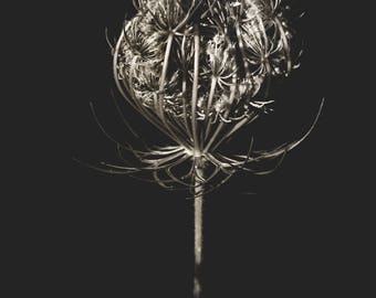 Puede incluir: Una flor silvestre blanca seca con una textura delicada y de encaje sobre un fondo negro.