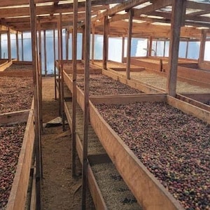 May include: A large indoor drying facility featuring multiple rows of stacked wooden trays filled with dark brown coffee cherries. The structure is built with wooden support beams and a translucent roof, with a blue plastic basket visible on the left.