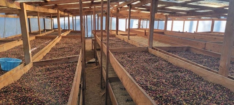 May include: A large indoor drying facility featuring multiple rows of stacked wooden trays filled with dark brown coffee cherries. The structure is built with wooden support beams and a translucent roof, with a blue plastic basket visible on the left.