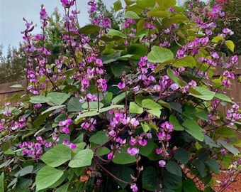 Purple Hyacinth Beans - 12 Seeds!