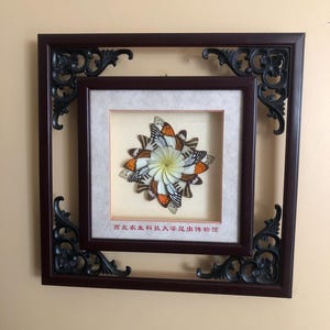 Vintage Framed Butterfly Wing Art Chinese Insect Museum Wall Decor Natural History Shadow Box Unique Specimen Display