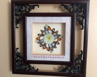 Vintage Framed Butterfly Wing Art Chinese Insect Museum Wall Decor Natural History Shadow Box Unique Specimen Display