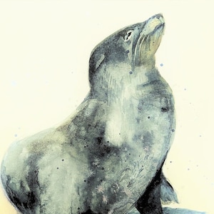 Obraz Grey Seal, oryginalna akwarela
