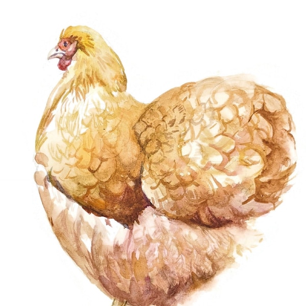 Orpington hen chicken painting watercolor original