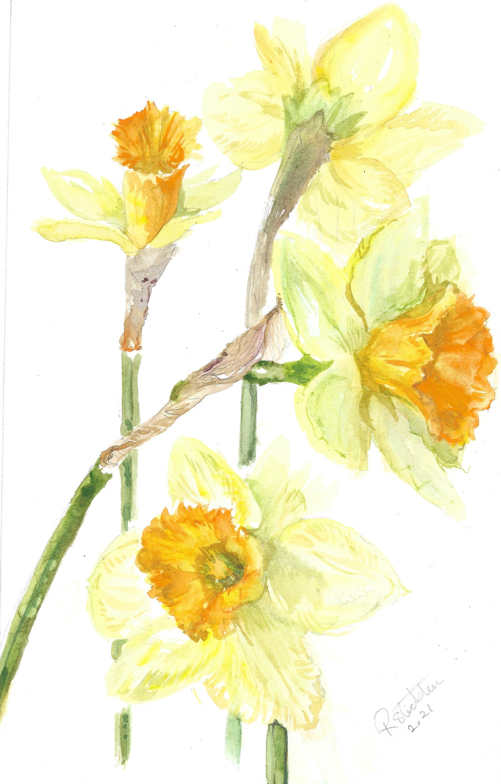 Daffodil painting watercolor original Etsy