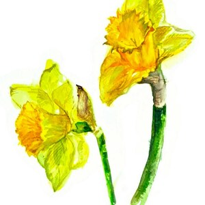Daffodil painting watercolor original