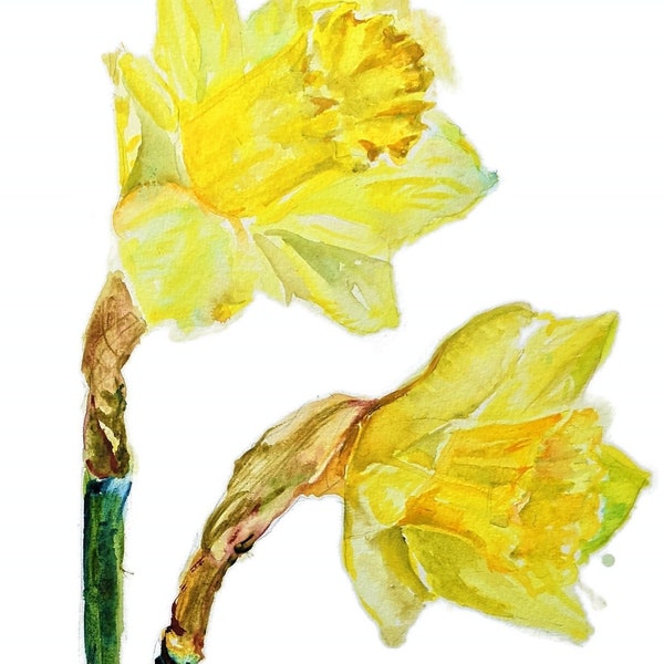 Aquarelle originale de fleur de jonquille