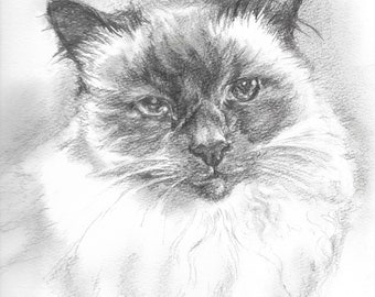 Pet portrait pencil drawing A3 size  11 by 16 inches