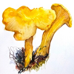 Mushroom painting original watercolor Chanterelle