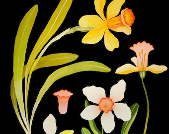 Daffodils botanical chart - giclee print