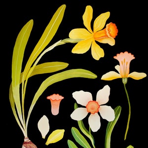 Carte botanique des jonquilles - impression jet d'encre