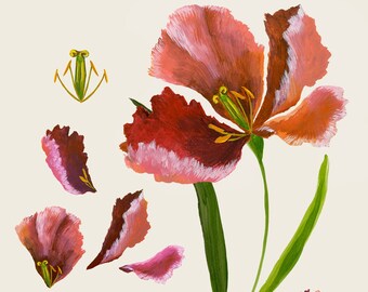 Tulips botanical chart - giclee print