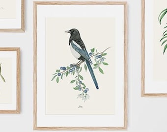 magpiebird botanical print, Ornithologist, blueberries, Botanical illustrations, Wall decoration, Decorative print, Love birds, Pica pica