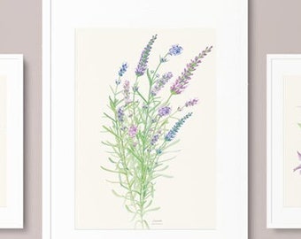 Medical and Aromatic Plants: Lavender -Lavandula-, watercolour Illustration, Digital prints, Botanical Art, flower drawing, wall deco