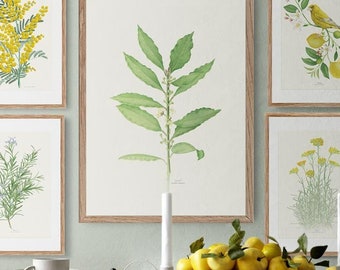 Medical and Aromatic Plants: Laurel -Laurus nobilis-watercolour Illustration, Digital prints, Botanical Art, flower drawing, wall deco