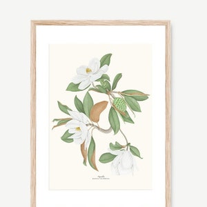 Magnolia watercolour, Botanical drawing, Botanical illustrations, Wall decoration, Decorative print, Kitchen frame, Vintage poster image 1