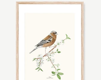 Finch bird botanical poster, Ornithologist, Botanical illustrations, Paintings, Wall decoration, Bird print, Watercolor, Fringilla coelebs