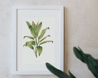 Indoors Plants Calathea - House Plants drawing-Living Room Plants - Home Decoration, Watercolor prints - Digital Prints - Framed Print