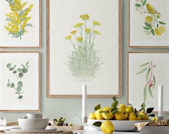 Medical Plants: Curry -Helichrysum italicum- watercolour Illustration, Digital prints, Art, Botanical, flower drawing, wall decoration