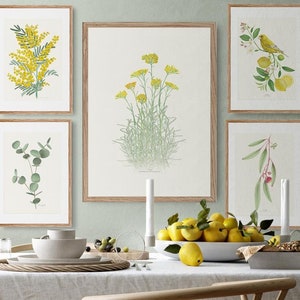 Aquarel curry vel -Helichrysum italicum-. Wanddecoratie. Aquarel schilderijen. Decoratieve vellen. Foto's voor slaapkamer, woonkamer...
