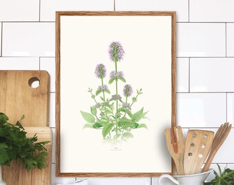 Medical and Aromatic Plants: Pennyroyal -Mentha pulegium-, watercolour Illustration, Digital prints, Botanical Art, flower draw, wall deco