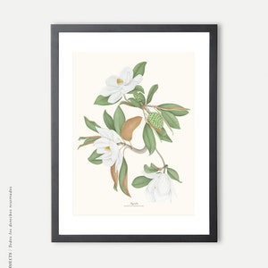Magnolia watercolour, Botanical drawing, Botanical illustrations, Wall decoration, Decorative print, Kitchen frame, Vintage poster image 9