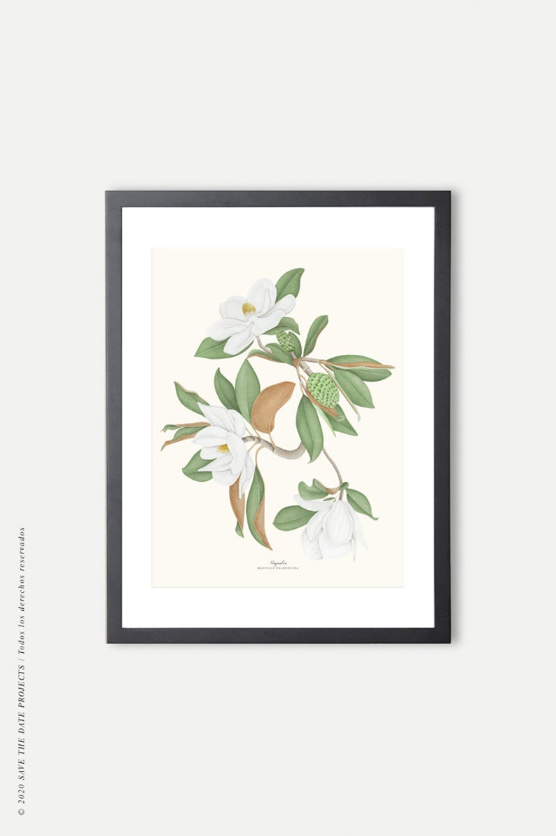 Magnolia watercolour, Botanical drawing, Botanical illustrations, Wall decoration, Decorative print, Kitchen frame, Vintage poster image 9